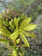 Gelbe Junkerlilie, žuta zlatoglavica. Fundort: Kosjača 03/2014, Essbare Pflanze, Zierpflanze