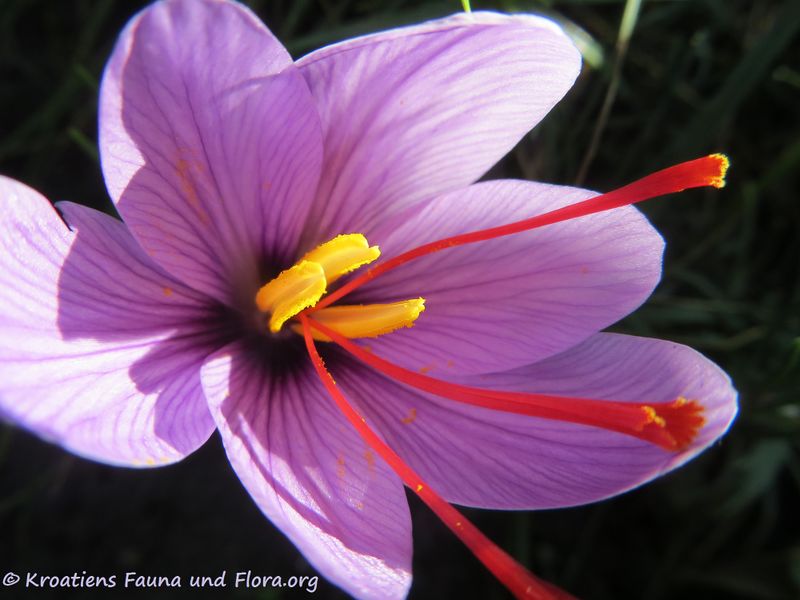 Datei:Crocus sativus Linné, 1753 WFlo 191012 1764.jpg