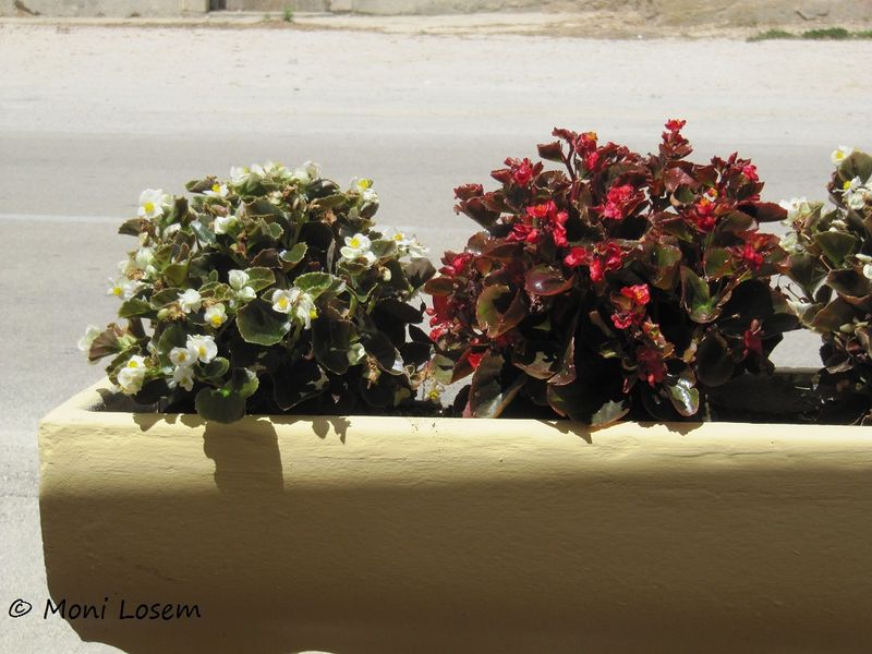 Datei:Begonia semperflorens-cultorum Hort. ZeDo 150730 1464.jpg