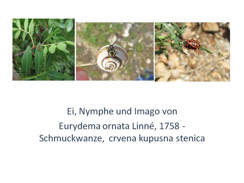 Datei:Hemimetabole Entwicklung bei Insekten.jpg