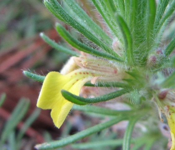 Datei:Ajuga chamaepitys Blüte.jpg
