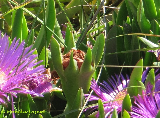 Datei:Carpobrotus acinaciformis Bolus, 1927 Vir 120505 310d.jpg