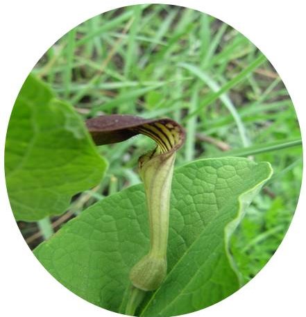 Wiki Blütenfarbe braun2.jpg