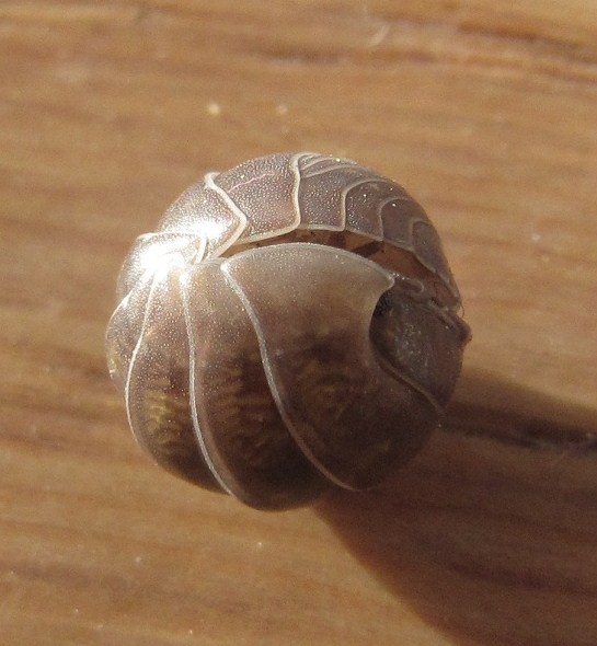 Datei:ArmaVul Vir 121113 3745 D.jpg