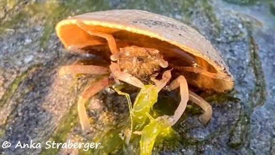 Datei:220306 Ethusa mascarone Anka k.jpg