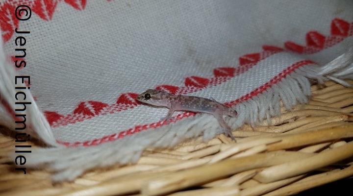 Datei:200425 Geckos 6 Pag Jens.jpg