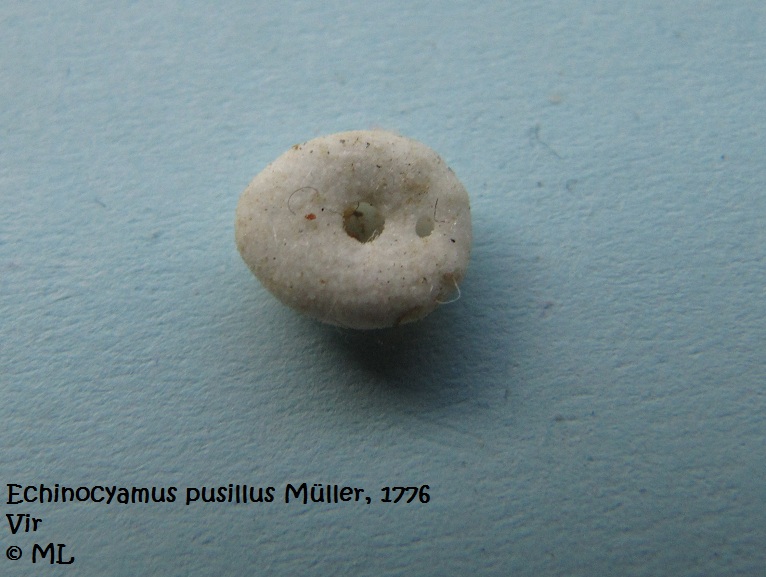 Datei:EchiPus Vir 110625 46d.jpg