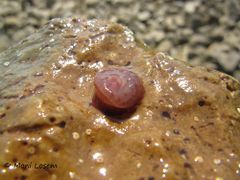 Jungtier, Vir 05/2014