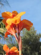 Canna indica Linné, 1753 - Indisches Blumenrohr, Indijska kana. Fundort: Tovarnele 10/2012, Invasive Pflanze , Essbare Pflanze , Zierpflanze