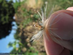 CardNu Samen Vra 140622 4242.jpg