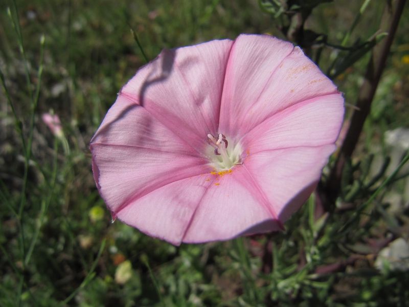 Datei:Convolvulus cantabrica Vir 130518 1860 k.jpg