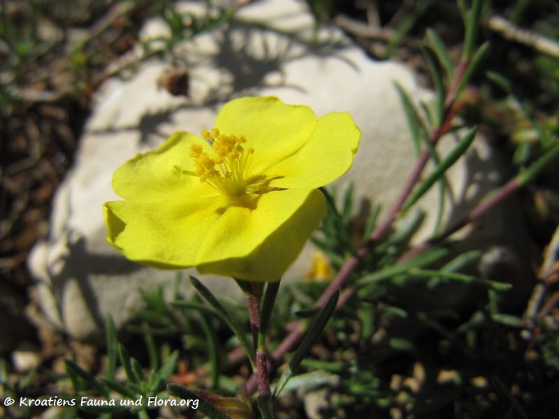 Datei:FumanErico Blü4 Vrsi 130515 1751.jpg