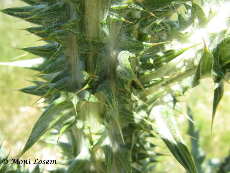 Datei:Ono illy Vir 120529 692.jpg