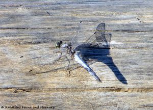 Orthetrum cancellatum Linné, 1758 Pako 170719 9175 k.jpg