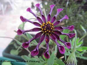 OsteoEckl Vir 160601 8731.jpg