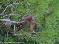 Langsam trocknen die Schuppen aus, Otok Vir 09/2011