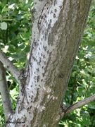 Junger Ast, Otok Vir 04/2014