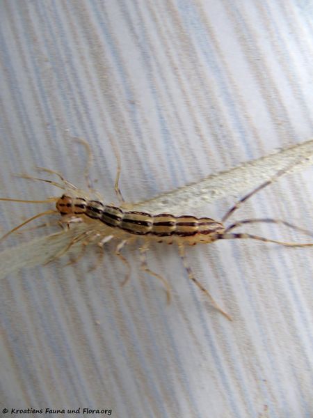 Datei:Scutigera coleoptrata Linné, 1758, Vir 130519 1951.jpg