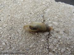 Mündung, Vir 04/2018