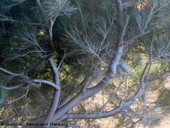 Aleppo-Kiefer mit dicker Salzschicht auf dem Stamm