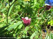 Anchusella cretica (Mill.) Bigazzi, E.Nardi & Selvi, 1997 - Kretisches Ochsenzünglein, šareni volujak. Fundort: Roški slap 03/2015