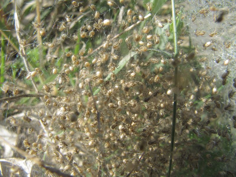 Datei:Acul arm Vir Vir 140413 2195.jpg