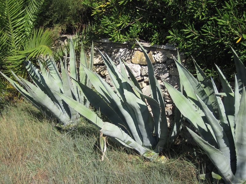 Datei:Agave americana Linné, 1753 Vir 110907 21.jpg