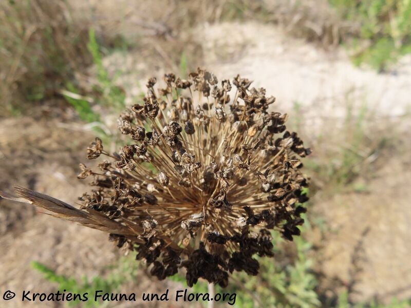 Datei:Allium sphaerocephalon Linné, 1753 220907 3118.JPG