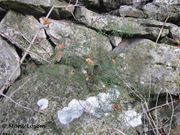 Asparagus maritimus (L.) Miller, 1768 - xxx - primorska šparoga. Fundort: Planikovac 01/2014