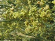 Portulak-Keilmelde, omahlina. Fundort: Vir 08/2020, Essbare Pflanze