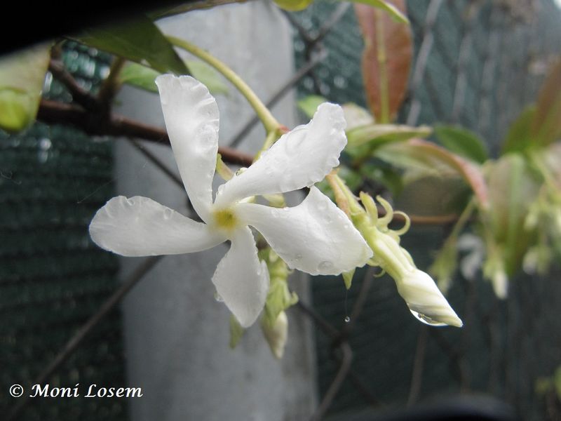 Datei:Trachelospermum jasminoides (Lindley) Lemaire, 1851 Zad 140508 3014.jpg
