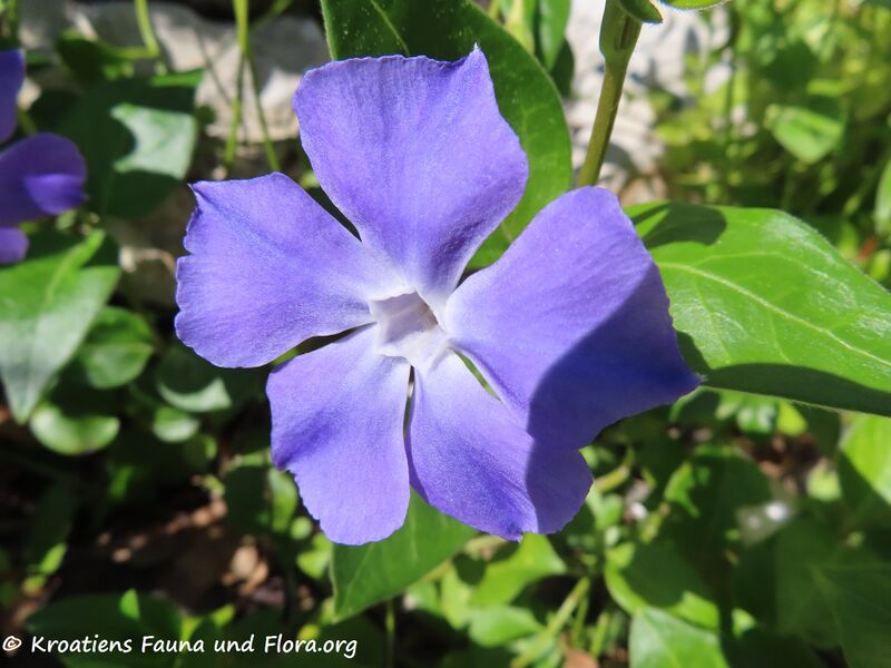 Datei:Vinca major subsp. balcanica Vir 220404 2507.JPG