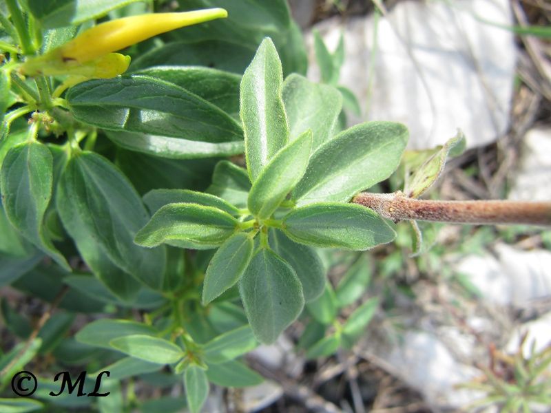 Datei:Vincetoxicum hirundinaria subsp. adriaticum (Beck) Markgr., 1971 Vir 131004 4906.jpg