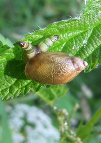 A Leuco para Stein See 130705 3035.jpg