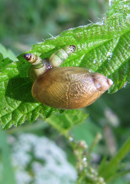 Datei:A Leuco para Stein See 130705 3035.jpg