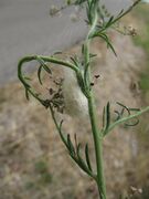 Das Weibchen spinnt einen Kokon in der Blattachsel einer Apiaceae, Otok Vir 06/2014