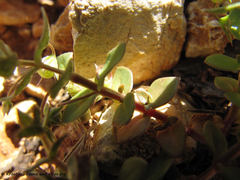 Datei:Anagallis arvensis Linné, 1753 Vir 150527 1089.jpg