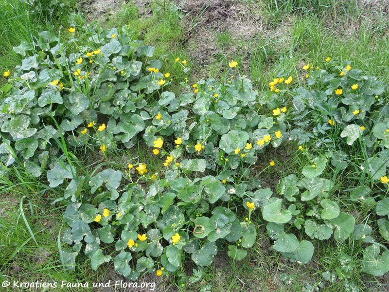 Datei:Caltha palustris Linné, 1753 KulMoo 180502 13470.JPG