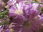 Drosanthemum floribundum (Haw.) Schwantes, 1927. Fundort: Vir, Invasive Pflanze