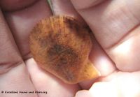 Mimachlamys varia Linné, 1758 Vir 140627 4367.jpg