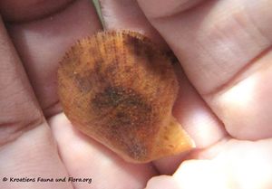 Mimachlamys varia Linné, 1758 Vir 140627 4367.jpg