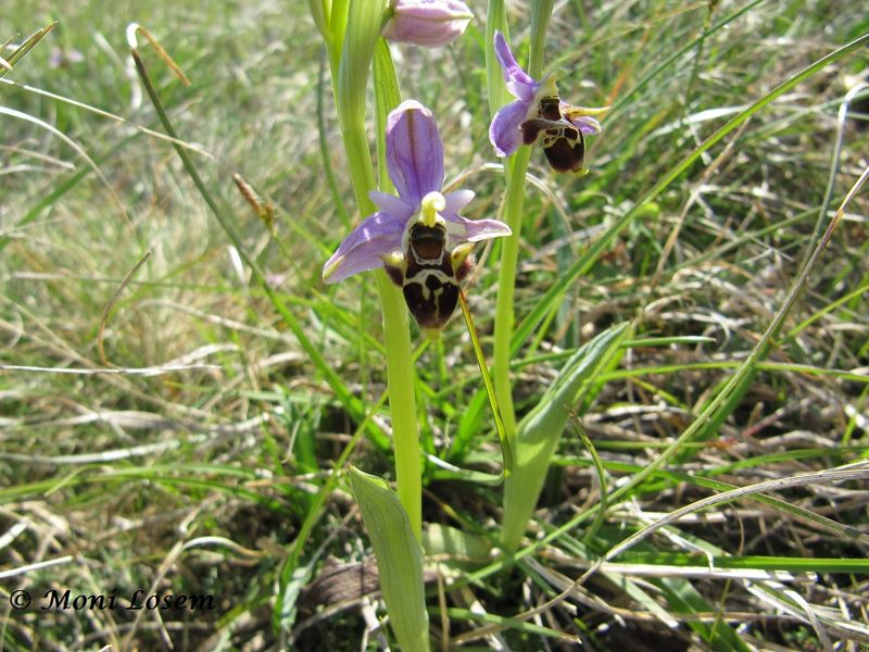 Datei:Ophry scol cor Vir 110417 45.jpg