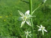 Ornithogalum pyrenaicum Linné, 1753 - Pyrenäen-Milchstern, žućkasto ptičje mlijeko, Fundort: Grbe 05/2017. Zierpflanze, Essbare Pflanze, Giftpflanze