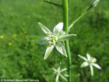 OrnithPyr Grbe 170510 7518.jpg