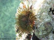 Paracentrotus lividus Lamarck, 1816 - Stein-Seeigel, hridinski ježinac, Fundort: Vir 07/2014, Meerestier