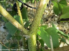 Älterer Stängel, Sabunike10/2019