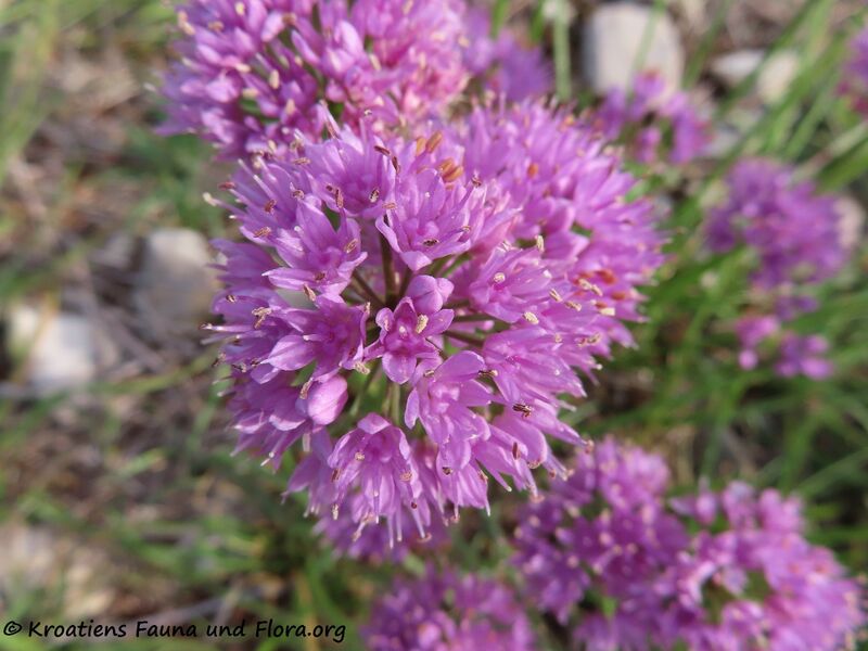 Datei:Allium incensiodorum Radić, 1994 Vir 201002 1384.JPG
