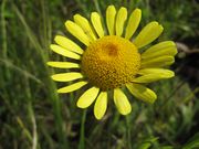 Anthemis tinctoria Linné, 1753 - Färberkamille, bojadisarski jarmen. Fundort: Bayern, Thalmassing 07/2012