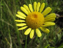 Anth tinct TH 120722 652.jpg