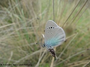 Glaucopsyche alexis Poda, 1761 Priv 170503 7412.jpg